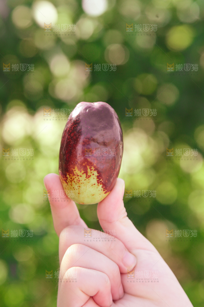 灵武长枣