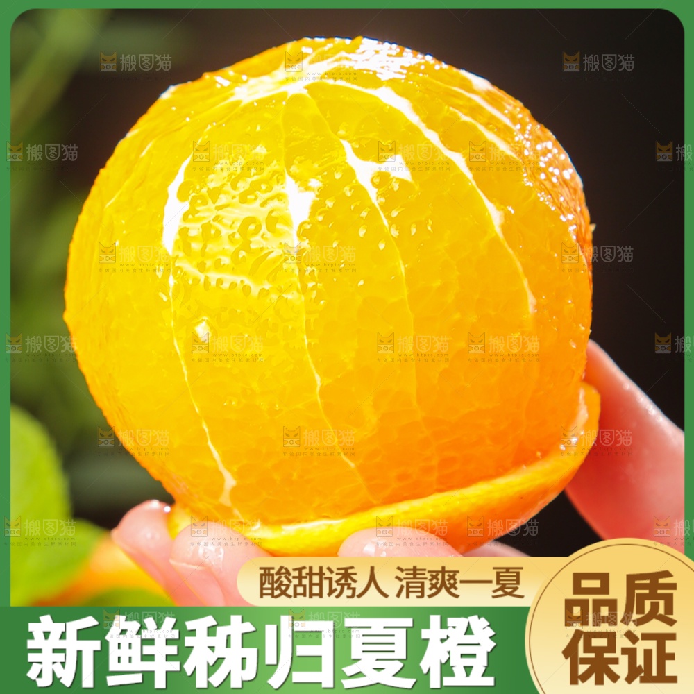 夏橙主图