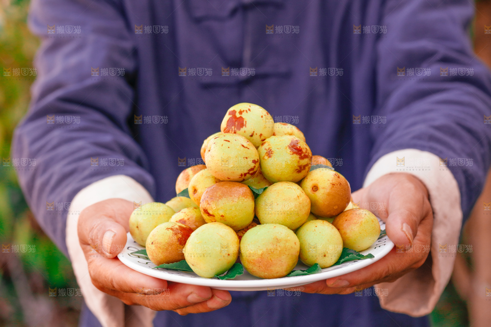大荔冬枣