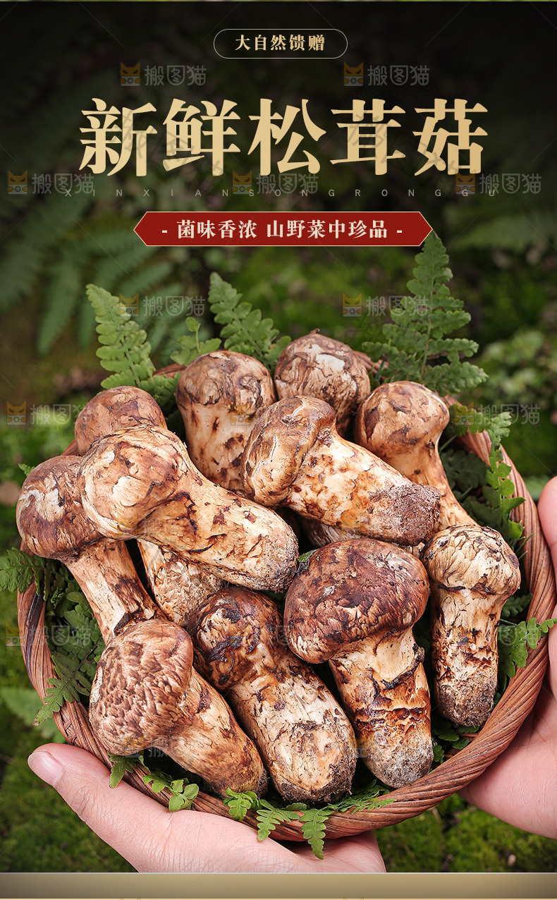 松茸菇详情页