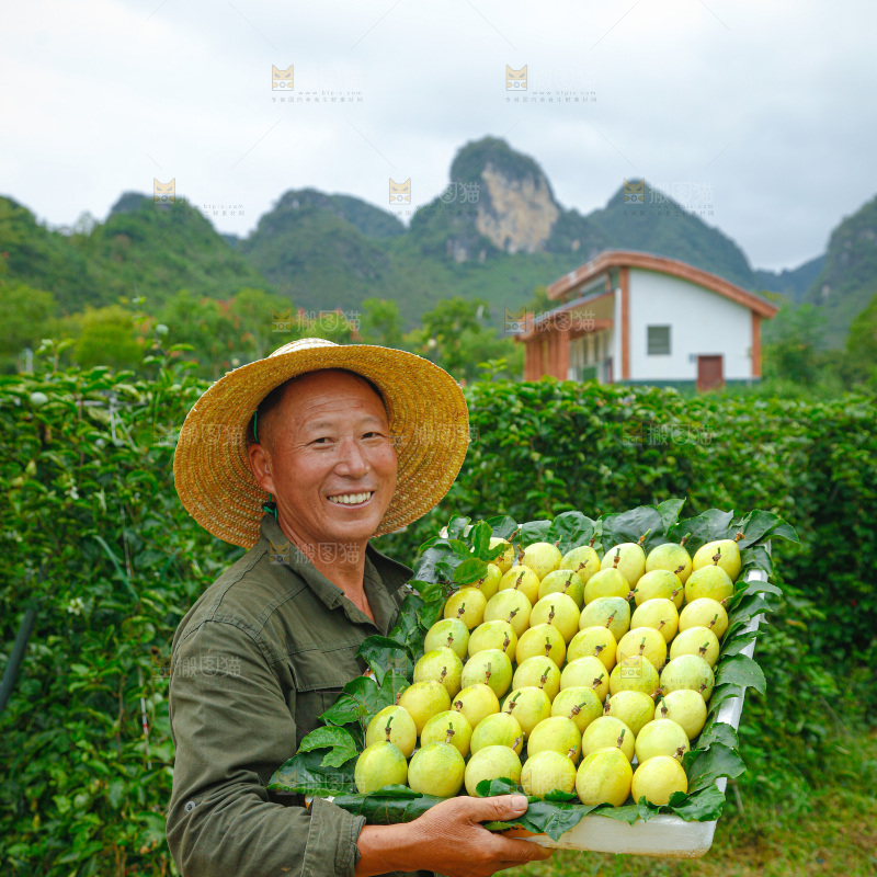 百香果采摘