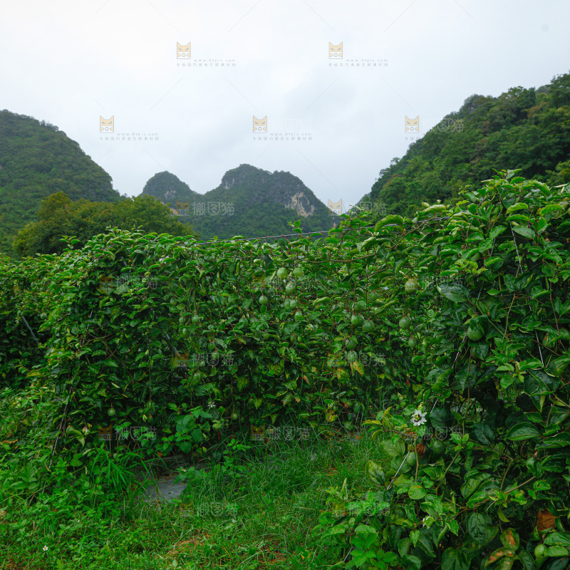 百香果园