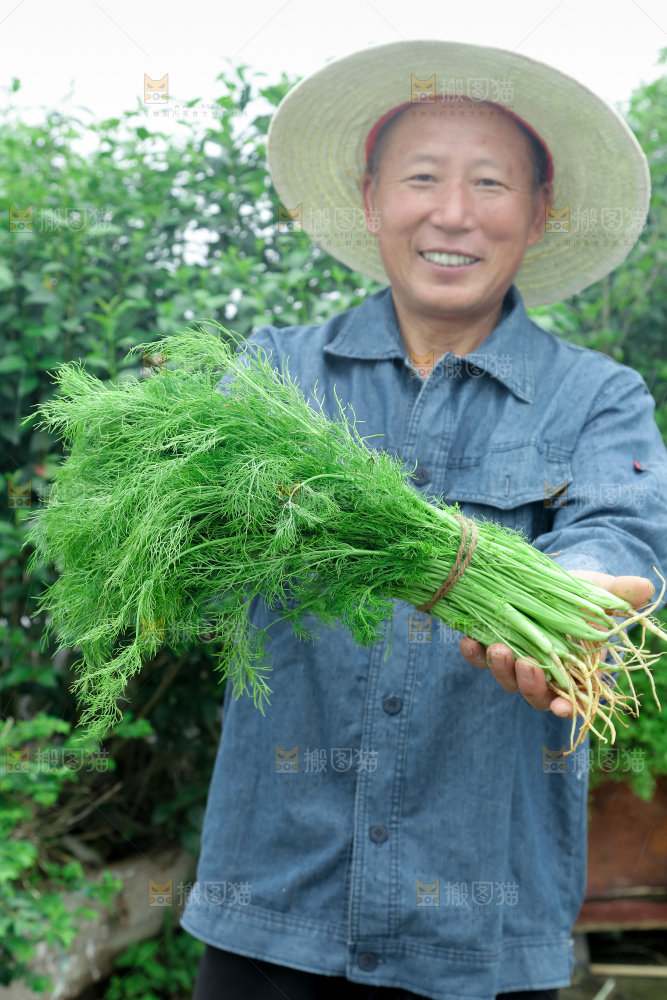 茴香