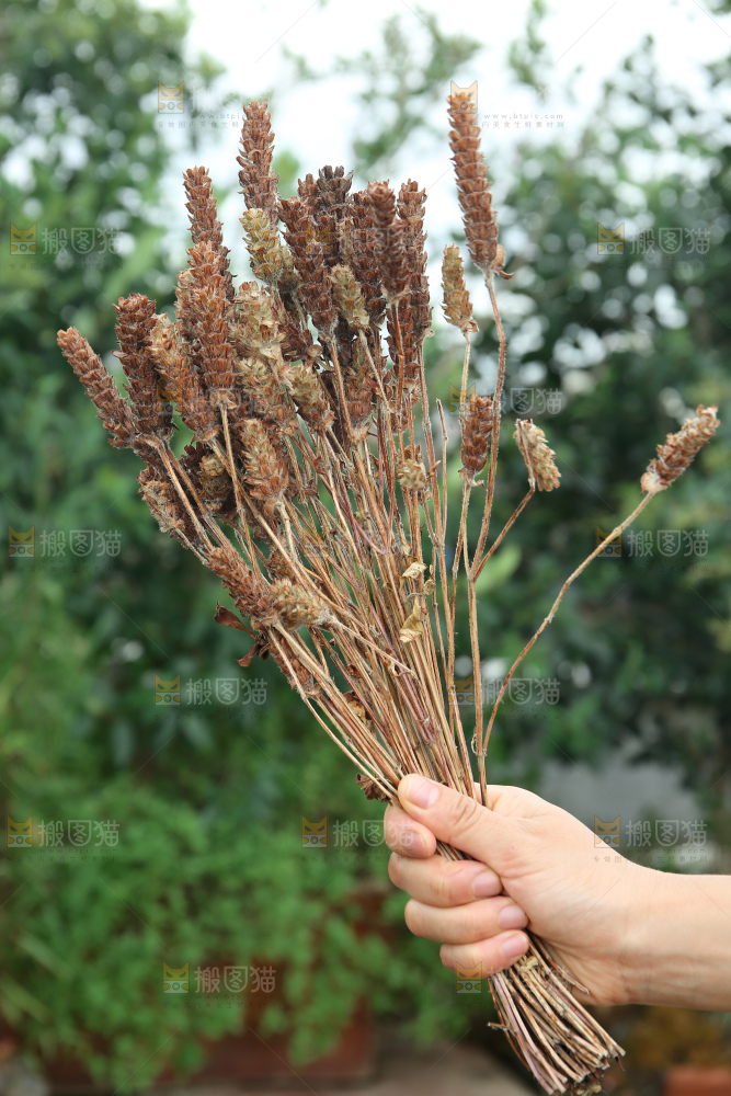 夏枯草