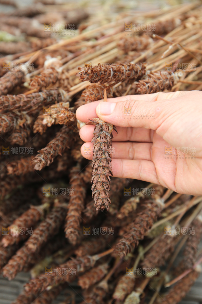 夏枯草