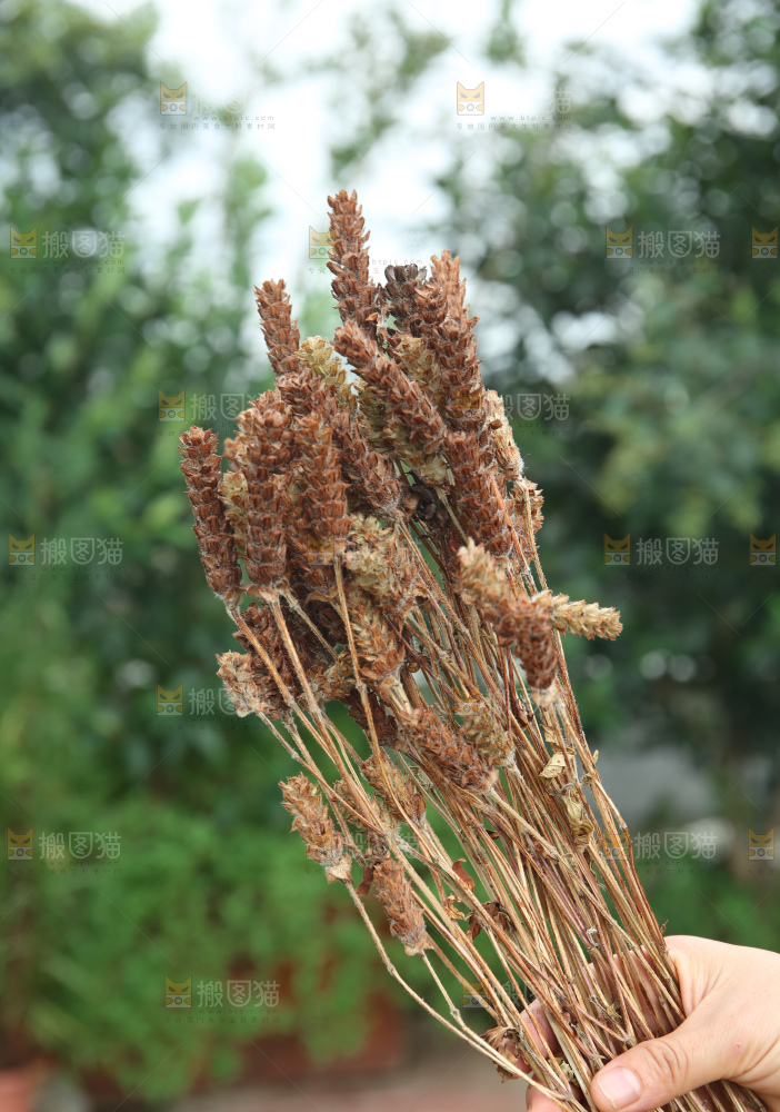 夏枯草