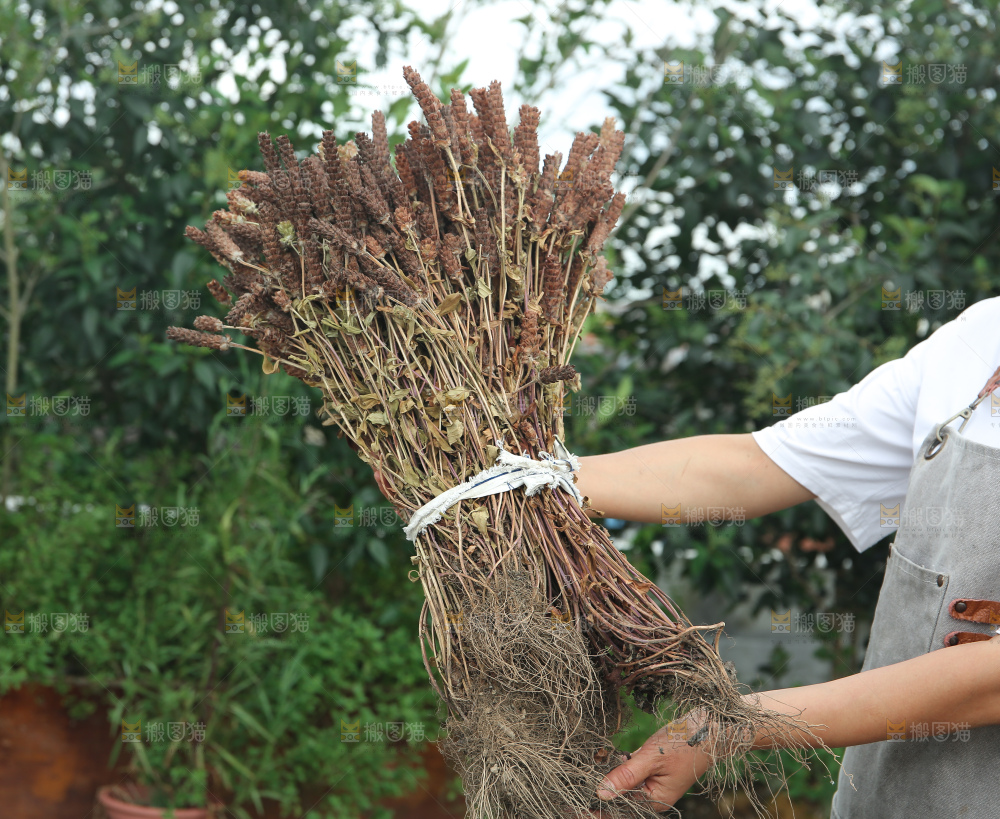 夏枯草