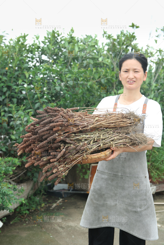 夏枯草