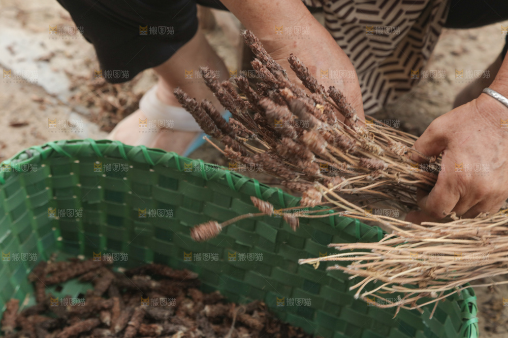 夏枯草