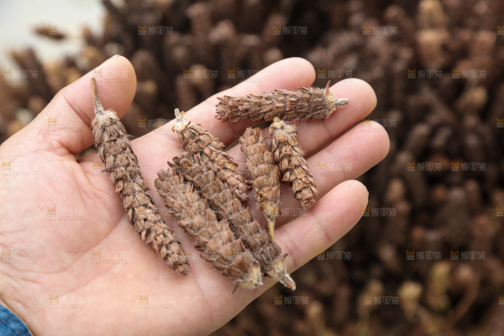 夏枯草