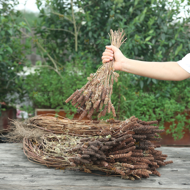 夏枯草