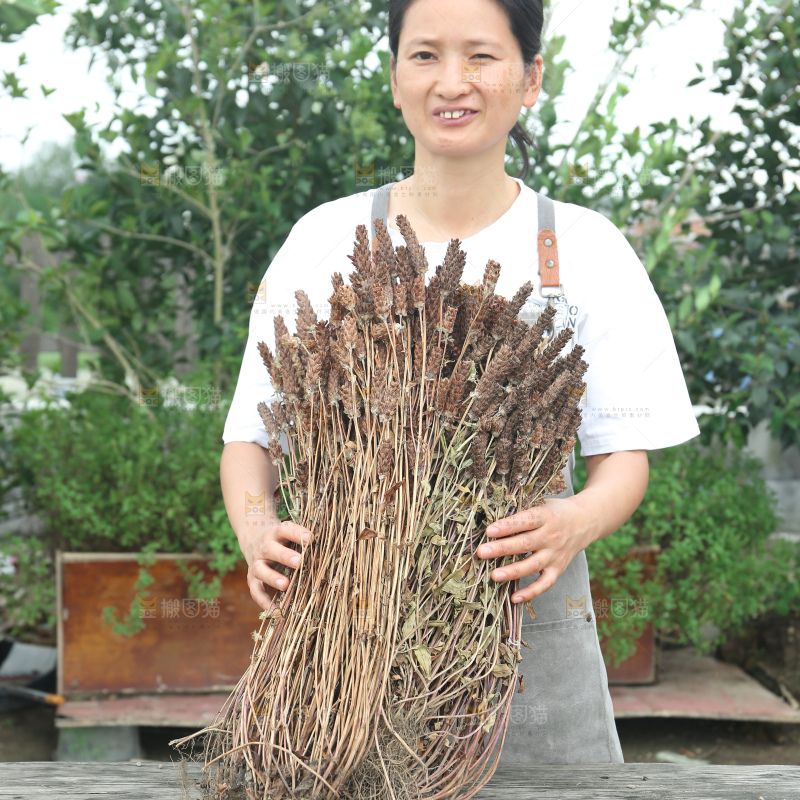 夏枯草