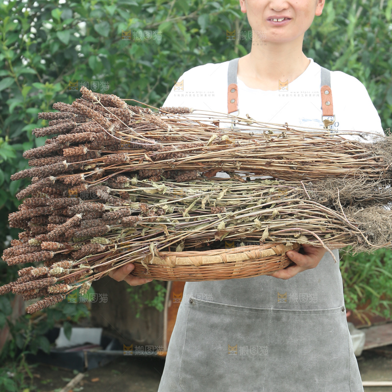 夏枯草