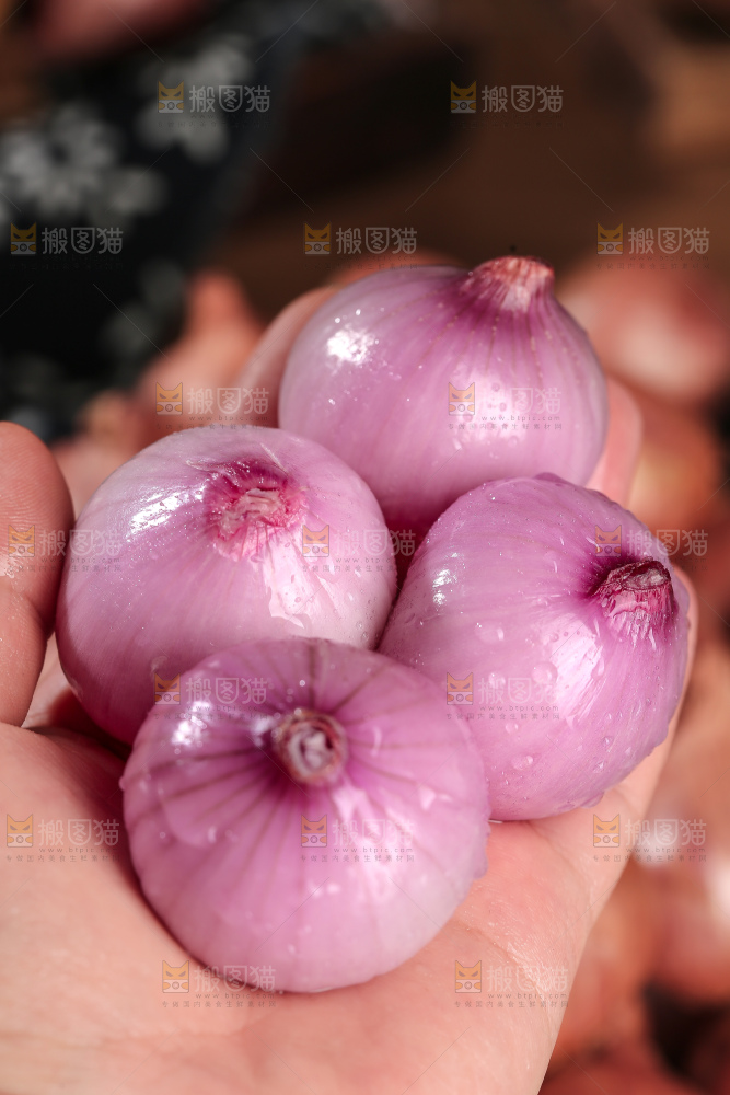 毛葱