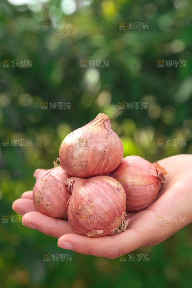 毛葱