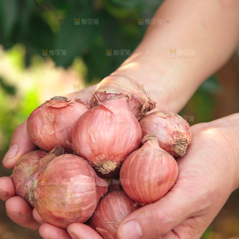 毛葱