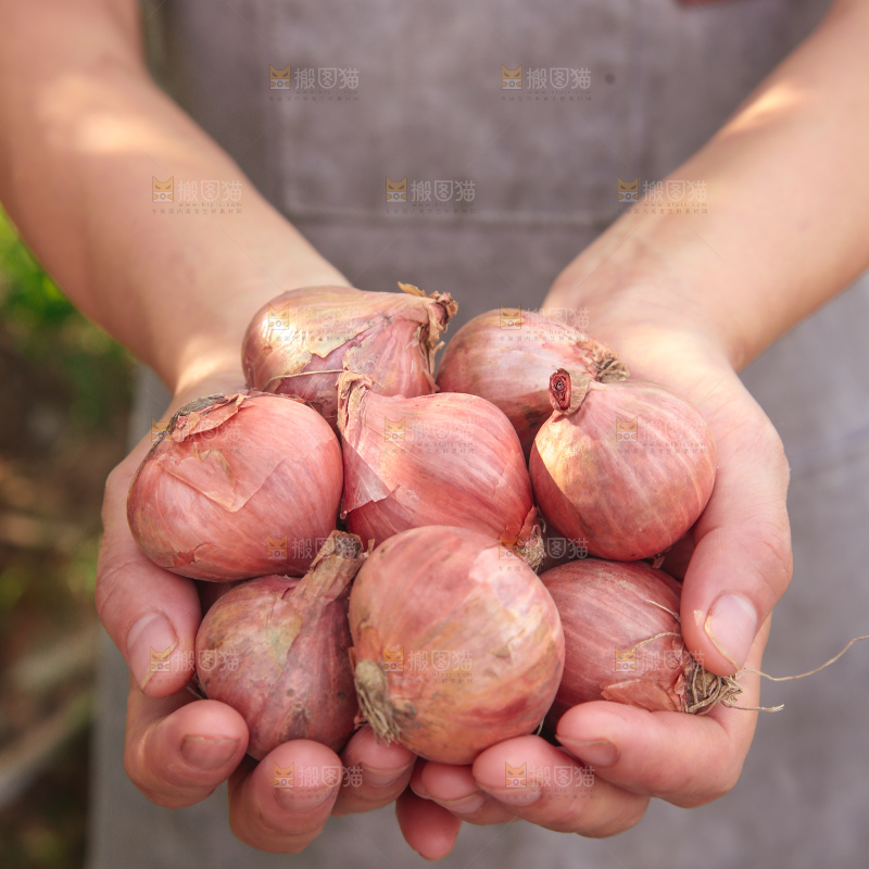 毛葱