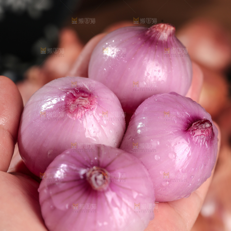 毛葱