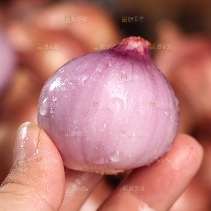 毛葱