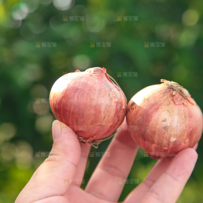 毛葱