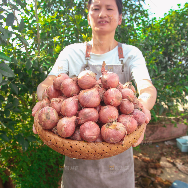 毛葱