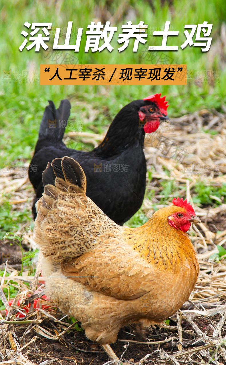 老母鸡详情页