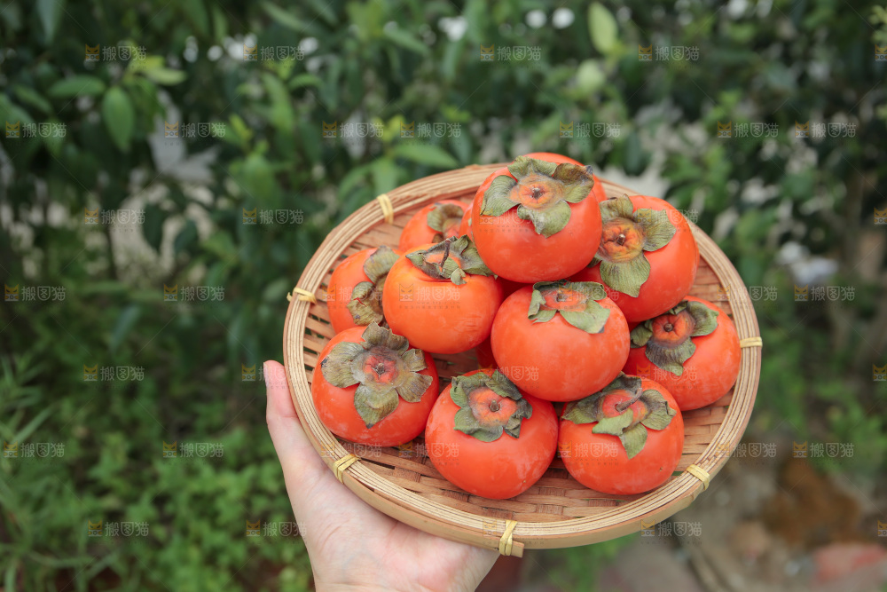 火晶柿子