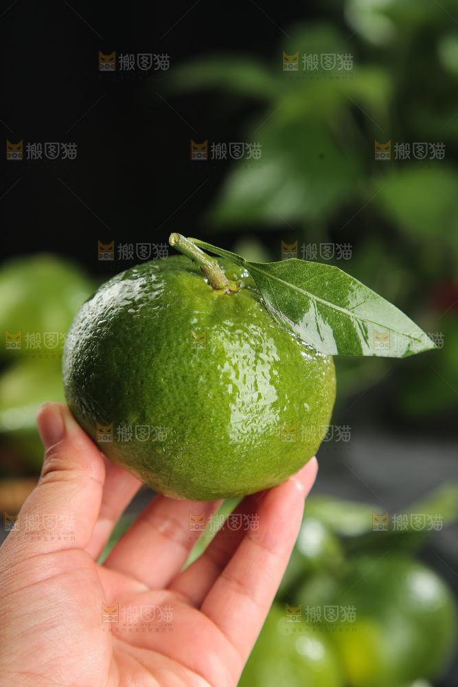 青皮蜜桔