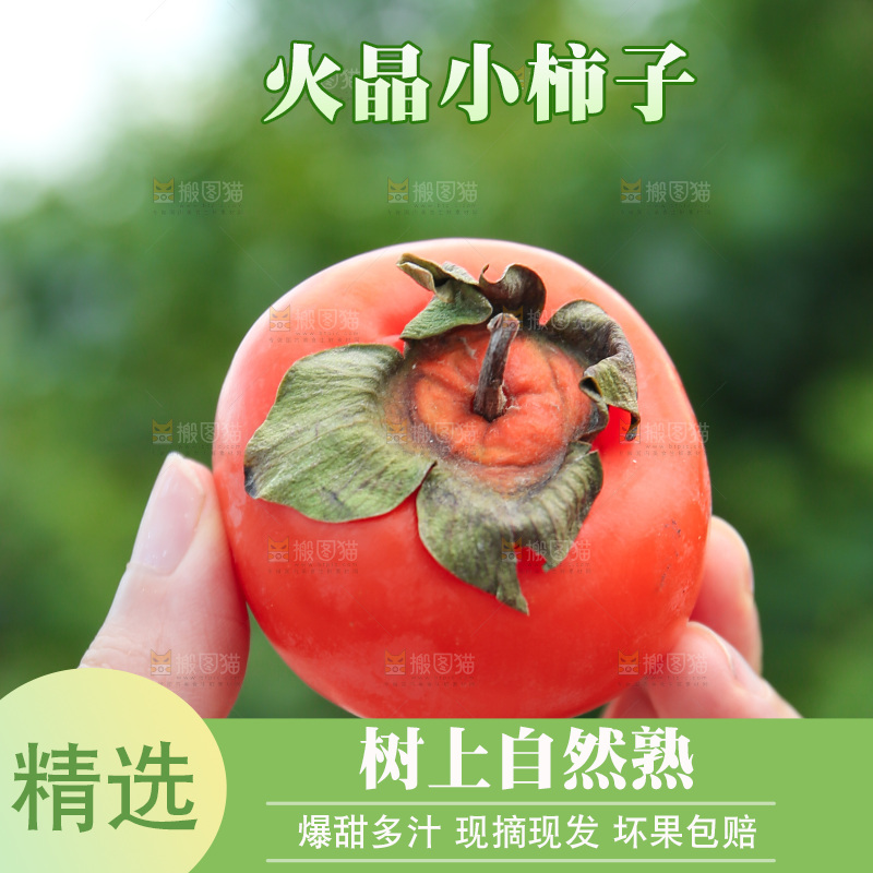 火晶柿子