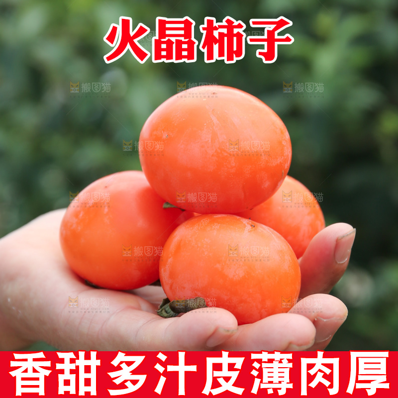 火晶柿子