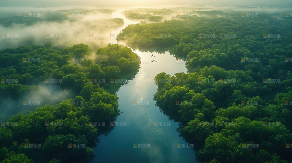 湿地栖息地沼泽自然环境保护区森林绿色