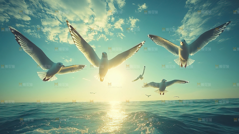 大海 海鸥 纯净 宁静 自然 风景