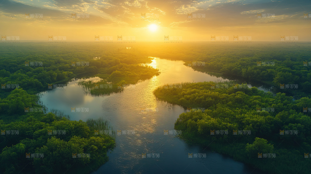 湿地栖息地沼泽自然环境保护区森林绿色