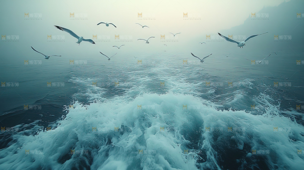 大海 海鸥 纯净 宁静 自然 风景