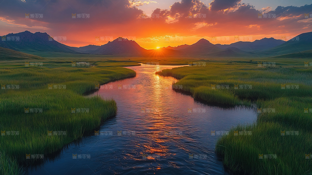 湿地栖息地沼泽自然环境保护区森林绿色
