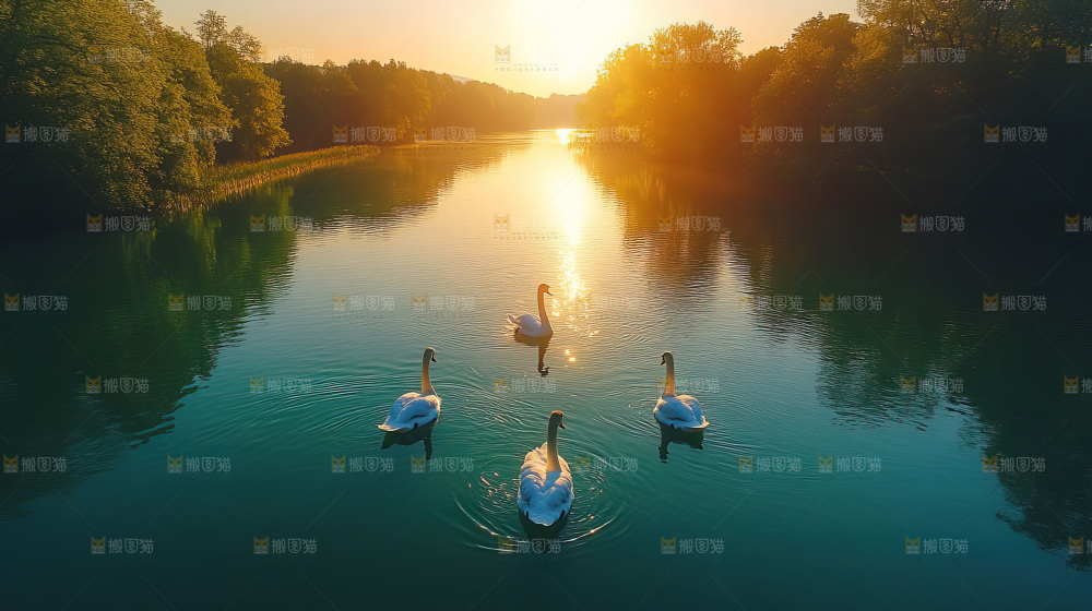 飞鸟湿地栖息鸟类生态水域风景