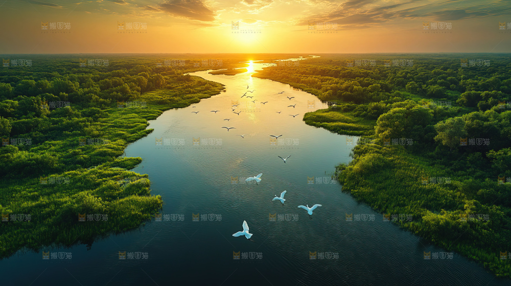 飞鸟湿地栖息鸟类生态水域风景