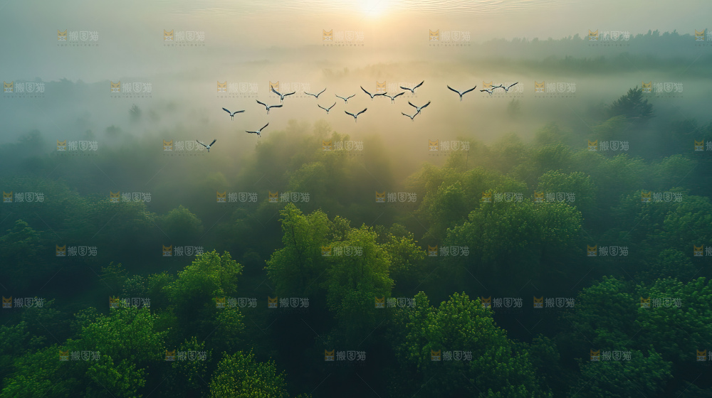飞鸟湿地栖息鸟类生态水域风景