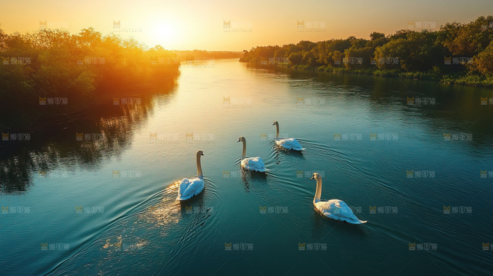 飞鸟湿地栖息鸟类生态水域风景
