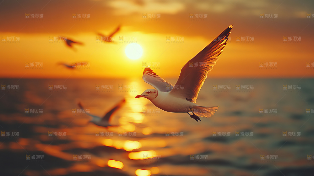 大海 海鸥 纯净 宁静 自然 风景