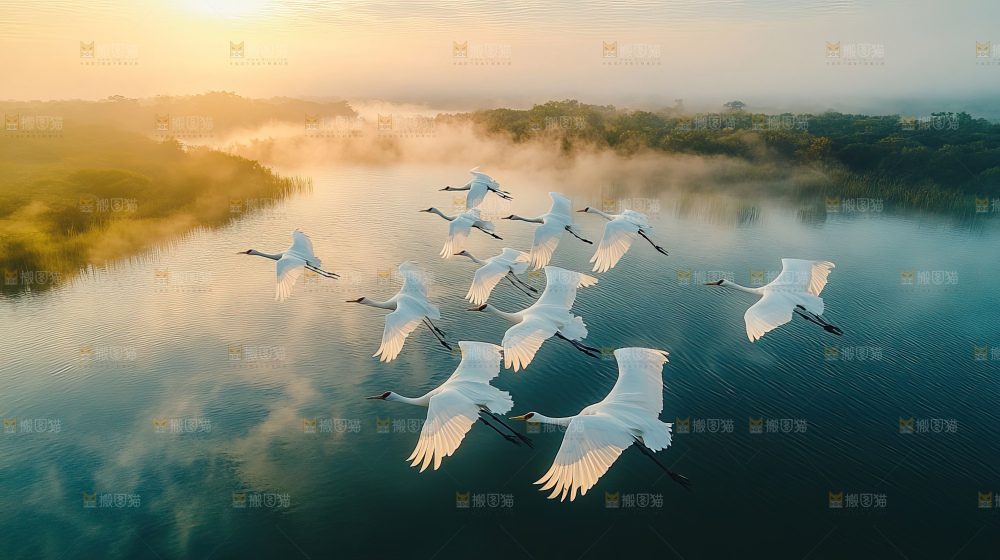 飞鸟湿地栖息鸟类生态水域风景