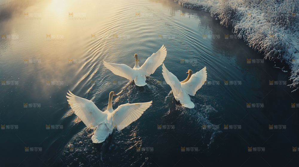 飞鸟湿地栖息鸟类生态水域风景