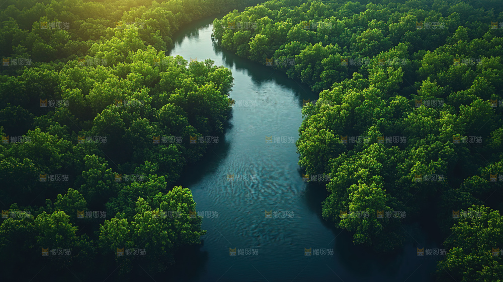 湿地栖息地沼泽自然环境保护区森林绿色