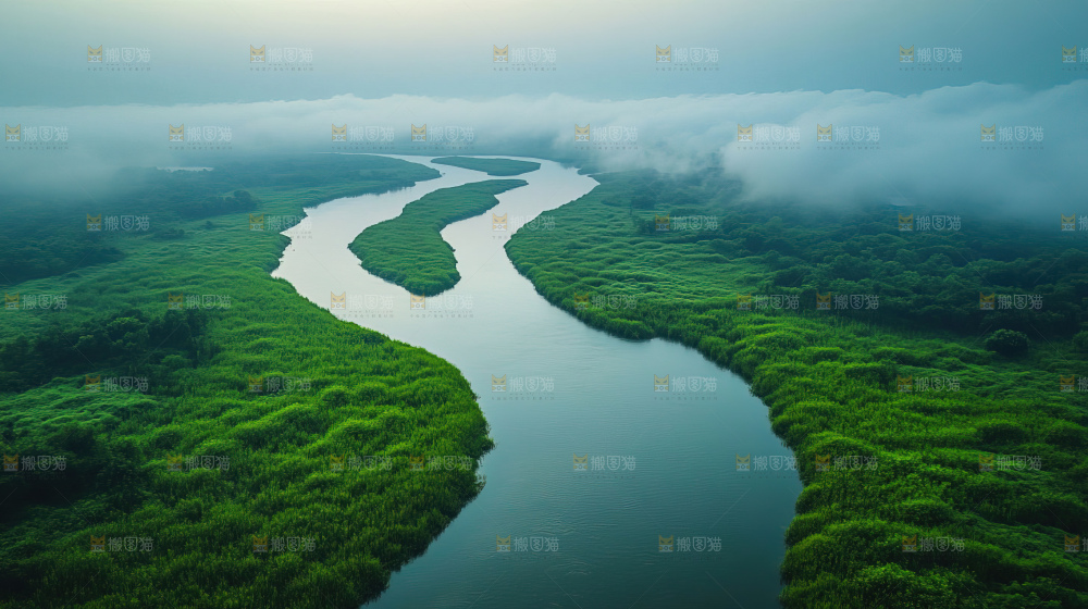 湿地栖息地沼泽自然环境保护区森林绿色