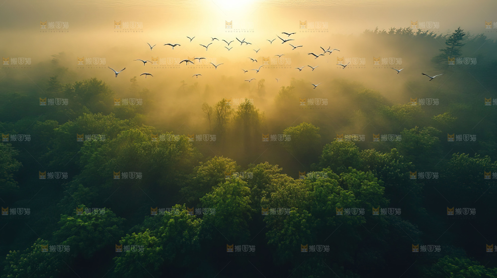 飞鸟湿地栖息鸟类生态水域风景