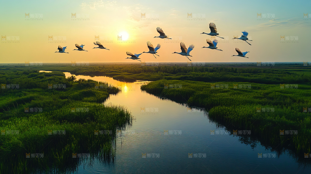飞鸟湿地栖息鸟类生态水域风景