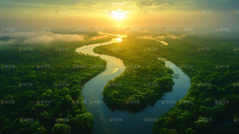 湿地栖息地沼泽自然环境保护区森林绿色