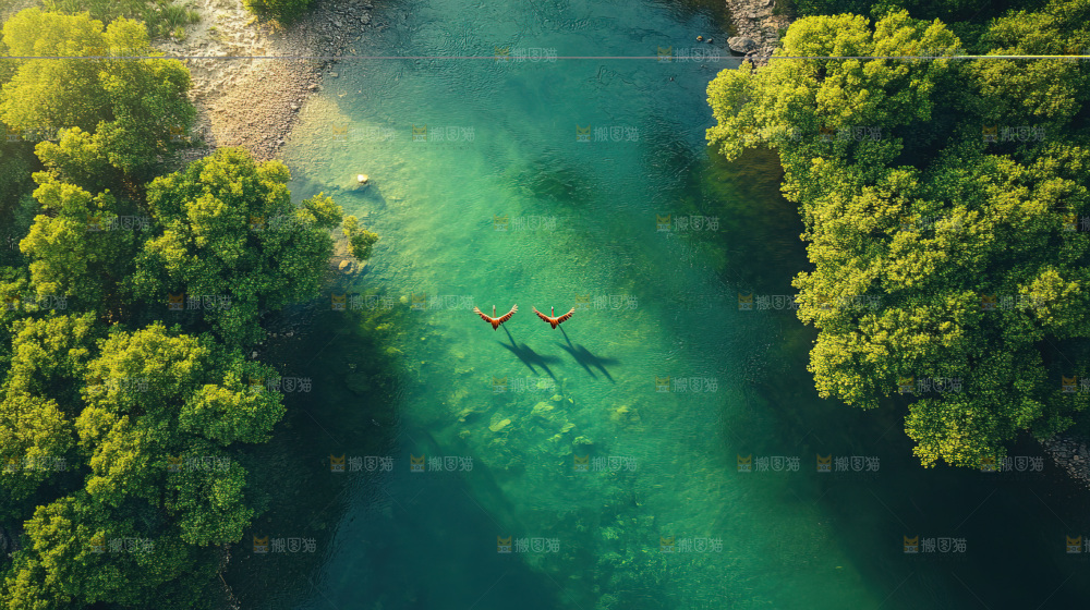 湿地栖息地沼泽自然环境保护区森林绿色