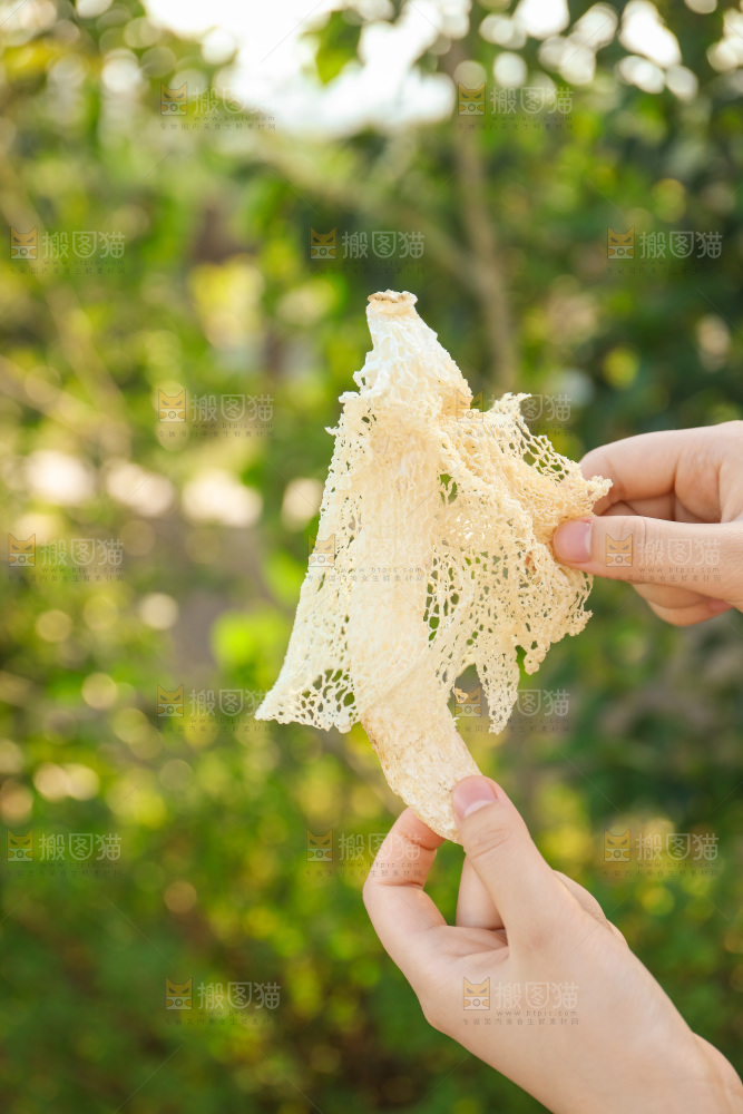 竹荪