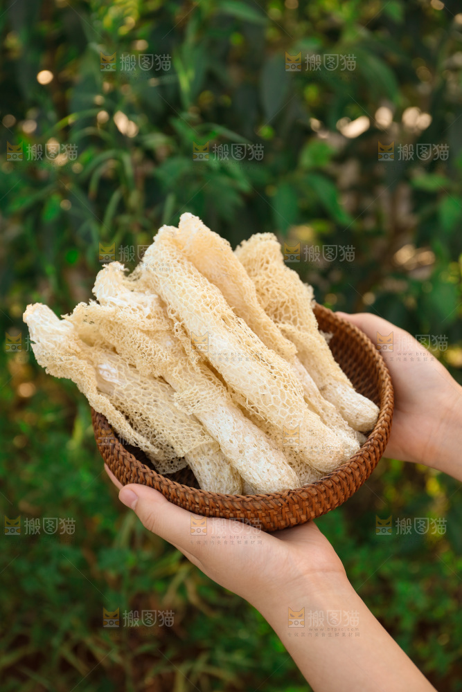 竹荪